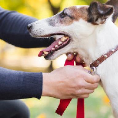 Collars, Leashes and Ties