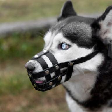 Muzzles