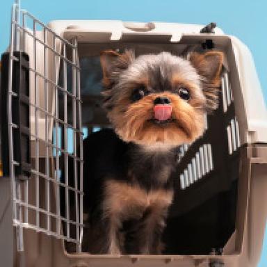 Pet Carriers and Crates