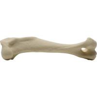 Canine Humerus Right