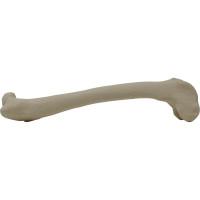 Canine Femur Left