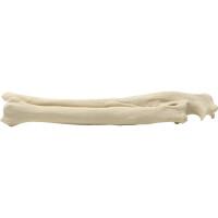 Canine Radius & Ulna Right