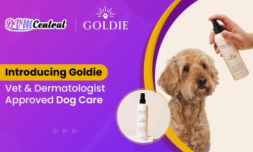 Introducing Goldie: A Vet & Dermatologist-Approved Dog Care Brand
