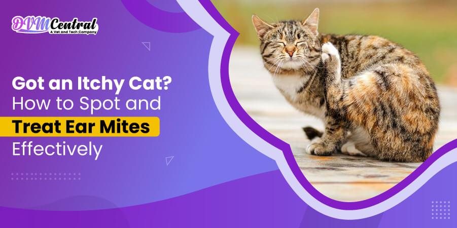 Got an Itchy Cat? How to Spot and Treat Ear Mites Effectively