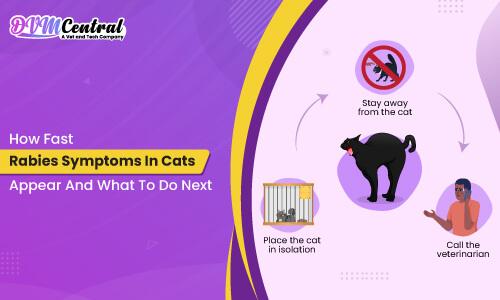 How Fast Rabies Symptoms in Cats Appear and What to Do Next