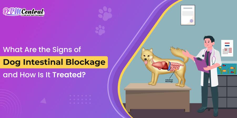 What Are the Signs of Dog Intestinal Blockage, and How Is It Treated